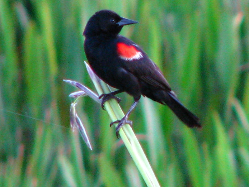 Green-Cay-Wetlands-Boynton-Beach-FL-088