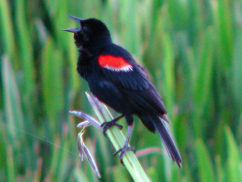 Green-Cay-Wetlands-Boynton-Beach-FL-089