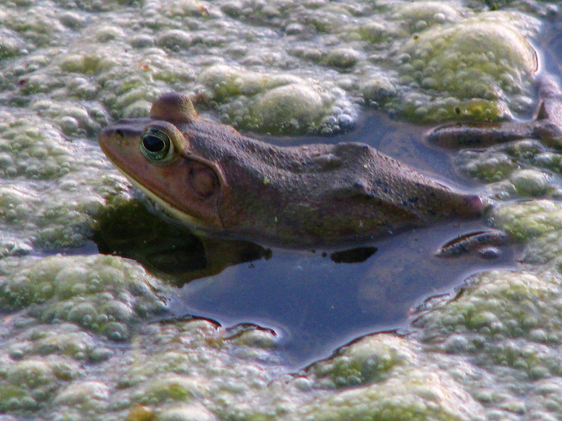 Green-Cay-Wetlands-Boynton-Beach-FL-090
