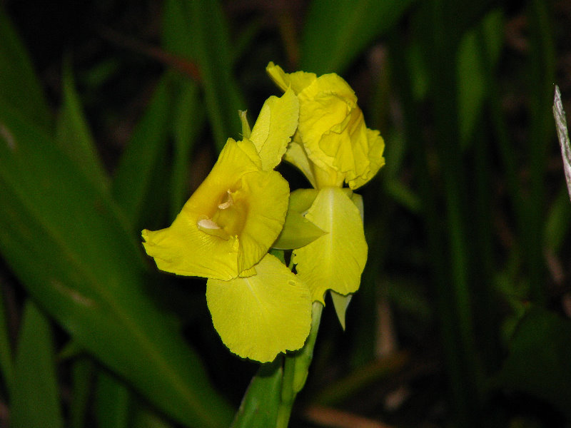 Green-Cay-Wetlands-Boynton-Beach-FL-093