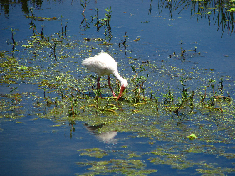 Green-Cay-Wetlands-Boynton-Beach-FL-094
