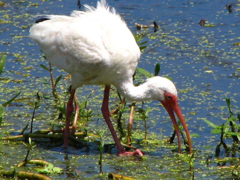 Green-Cay-Wetlands-Boynton-Beach-FL-095