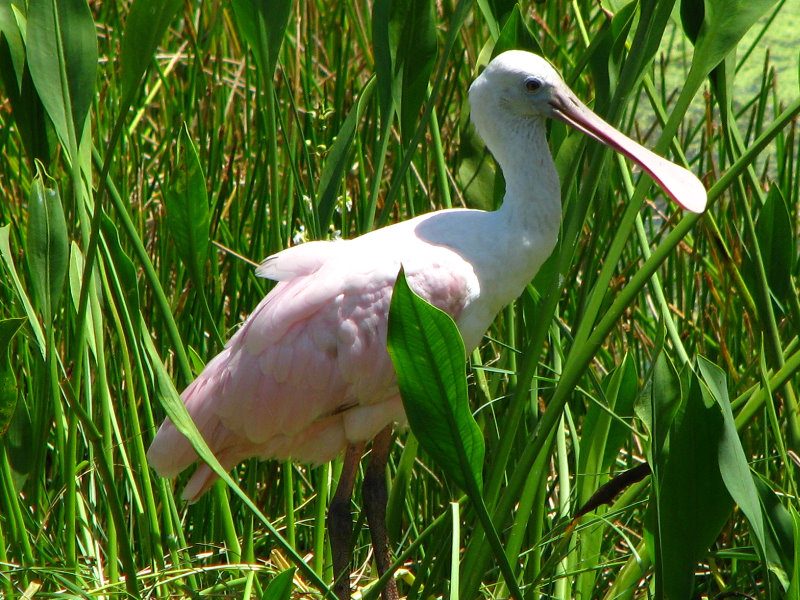 Green-Cay-Wetlands-Boynton-Beach-FL-097