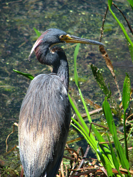 Green-Cay-Wetlands-Boynton-Beach-FL-099