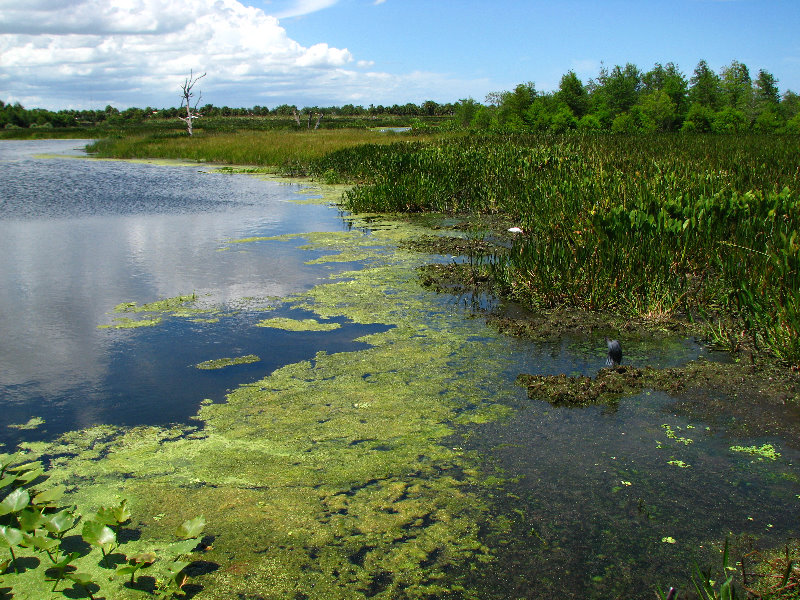 Green-Cay-Wetlands-Boynton-Beach-FL-101