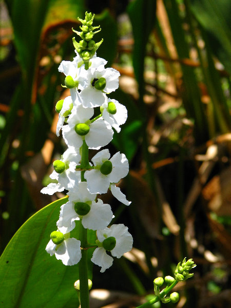 Green-Cay-Wetlands-Boynton-Beach-FL-102