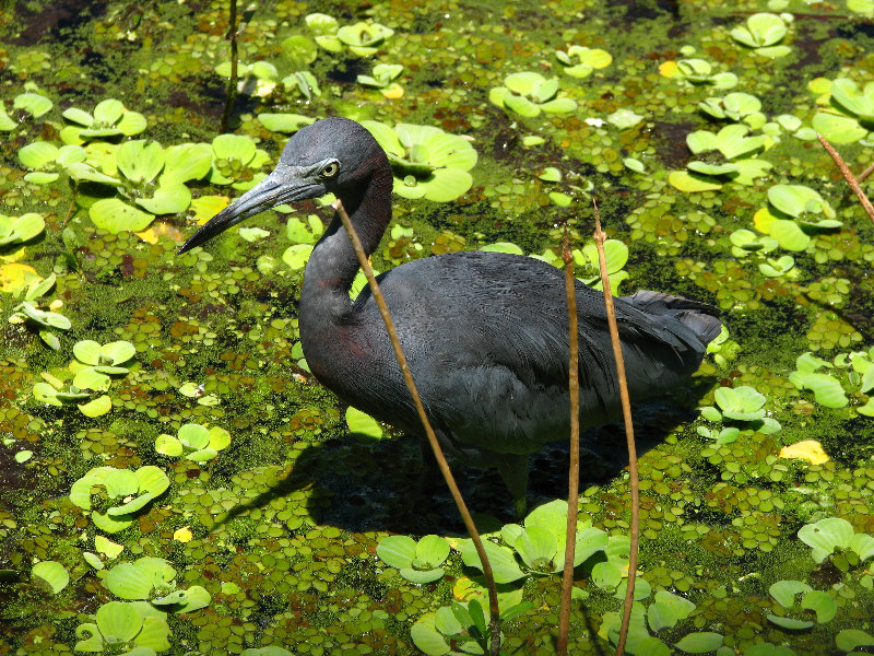 Green-Cay-Wetlands-Boynton-Beach-FL-103