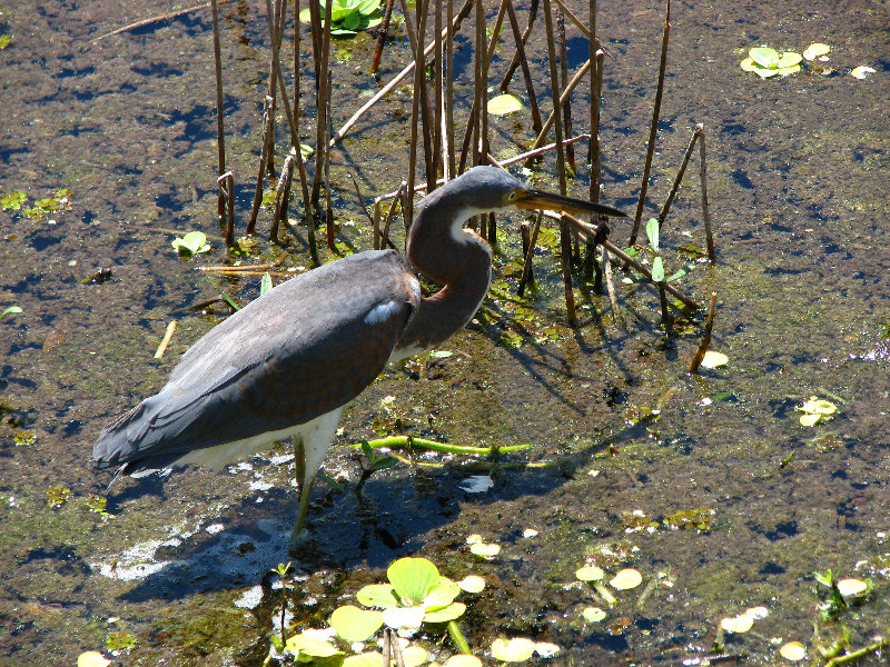 Green-Cay-Wetlands-Boynton-Beach-FL-106