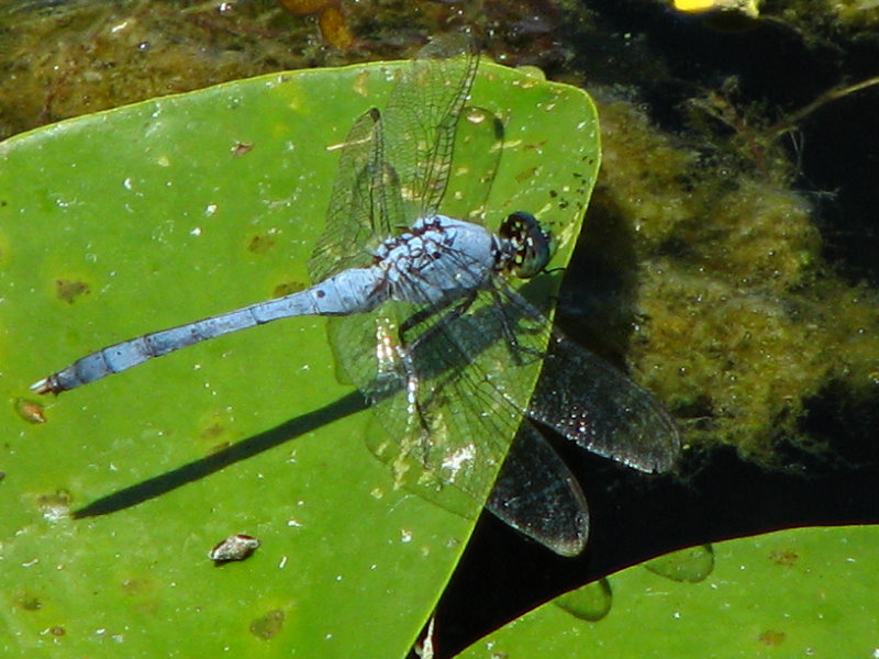 Green-Cay-Wetlands-Boynton-Beach-FL-107