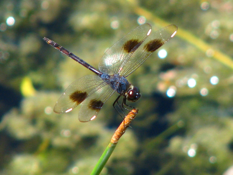 Green-Cay-Wetlands-Boynton-Beach-FL-108