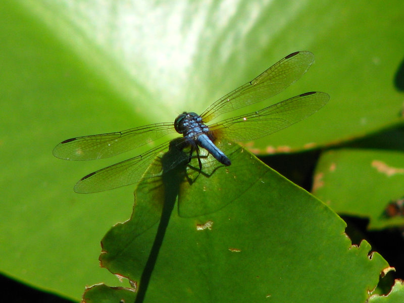 Green-Cay-Wetlands-Boynton-Beach-FL-109