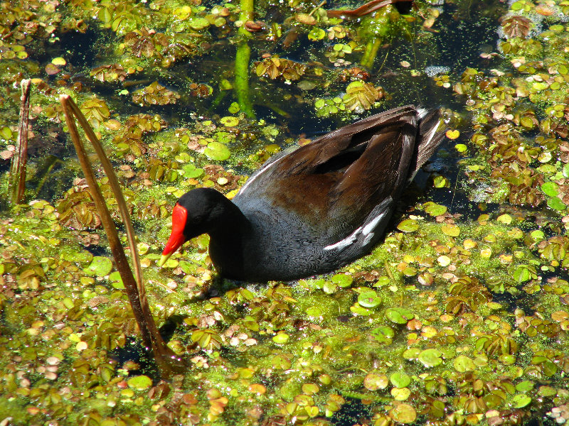 Green-Cay-Wetlands-Boynton-Beach-FL-113