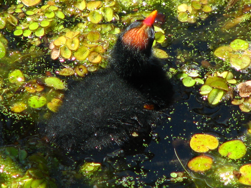 Green-Cay-Wetlands-Boynton-Beach-FL-114