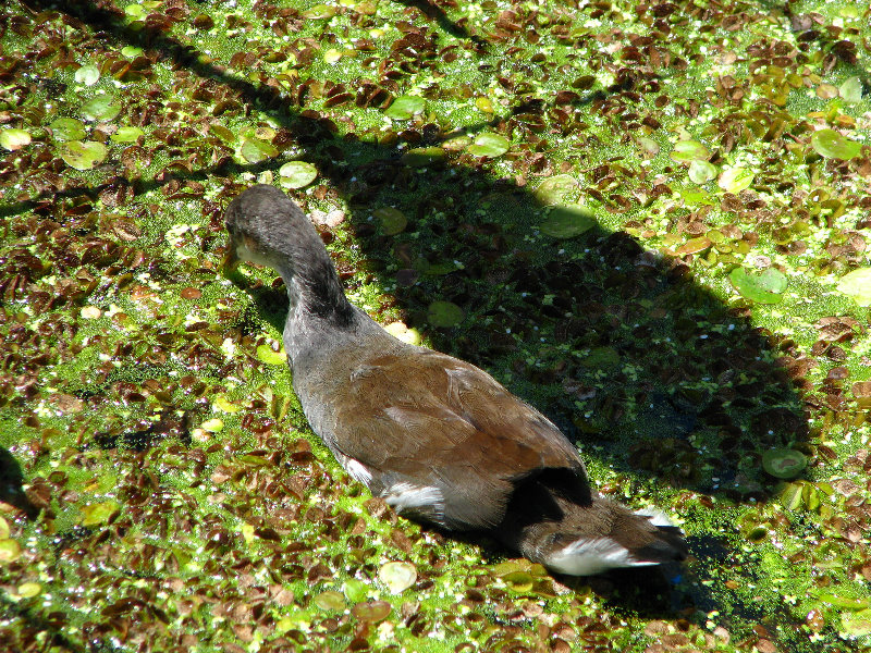 Green-Cay-Wetlands-Boynton-Beach-FL-115