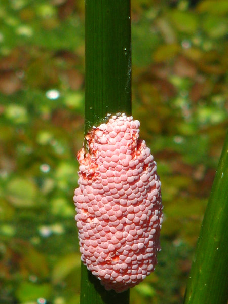 Green-Cay-Wetlands-Boynton-Beach-FL-116