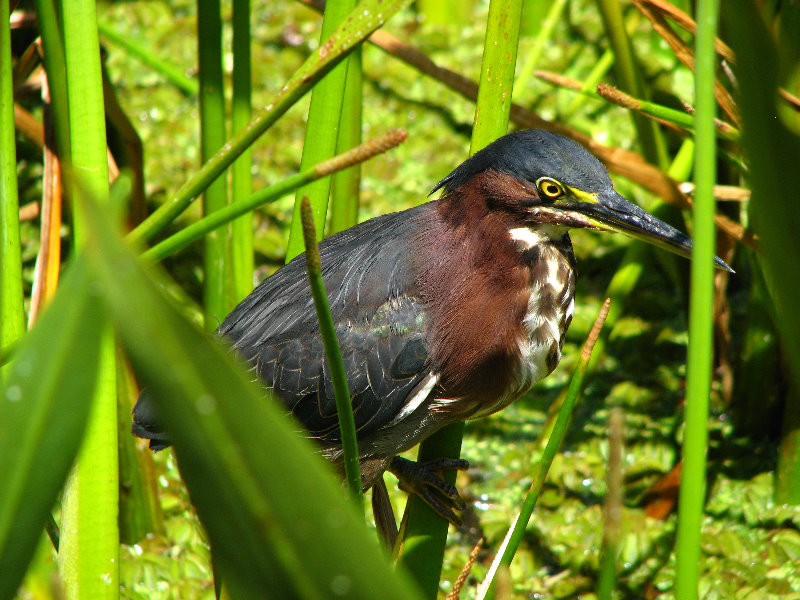 Green-Cay-Wetlands-Boynton-Beach-FL-117