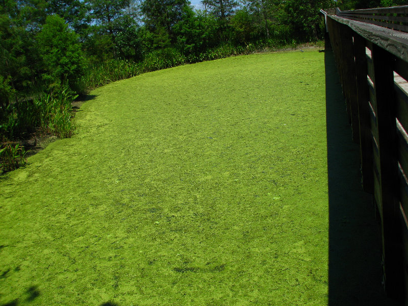 Green-Cay-Wetlands-Boynton-Beach-FL-118