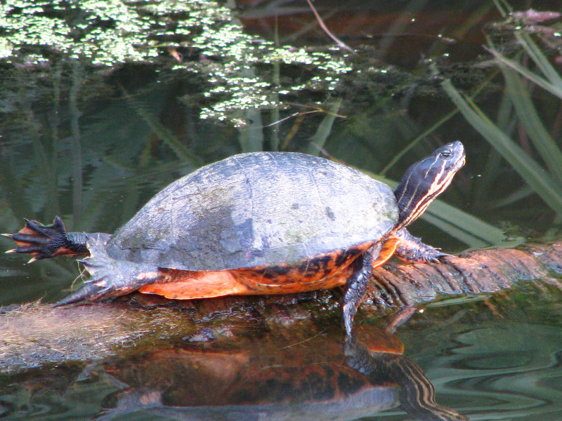 Green-Cay-Wetlands-Boynton-Beach-FL-120