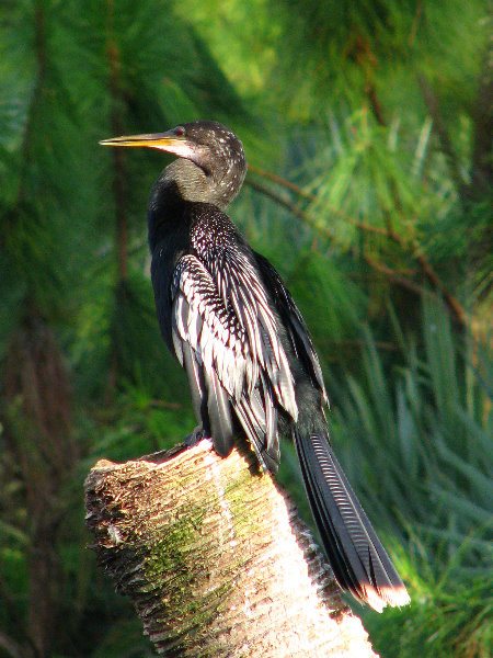 Green-Cay-Wetlands-Boynton-Beach-FL-121