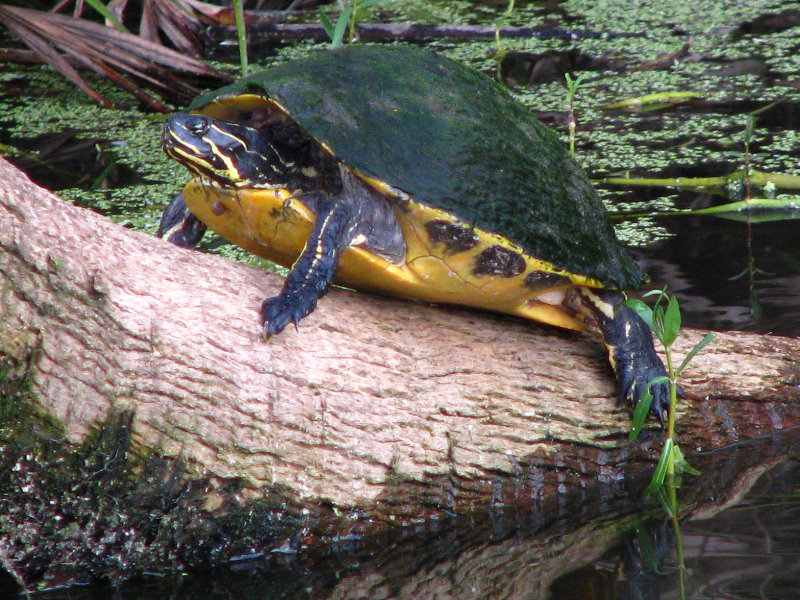 Green-Cay-Wetlands-Boynton-Beach-FL-122
