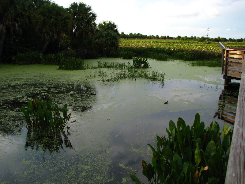 Green-Cay-Wetlands-Boynton-Beach-FL-123
