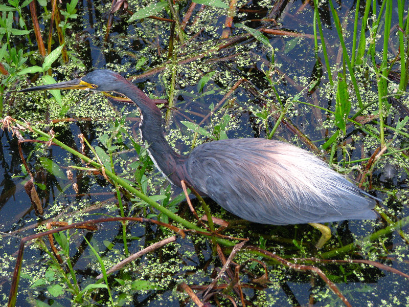 Green-Cay-Wetlands-Boynton-Beach-FL-125