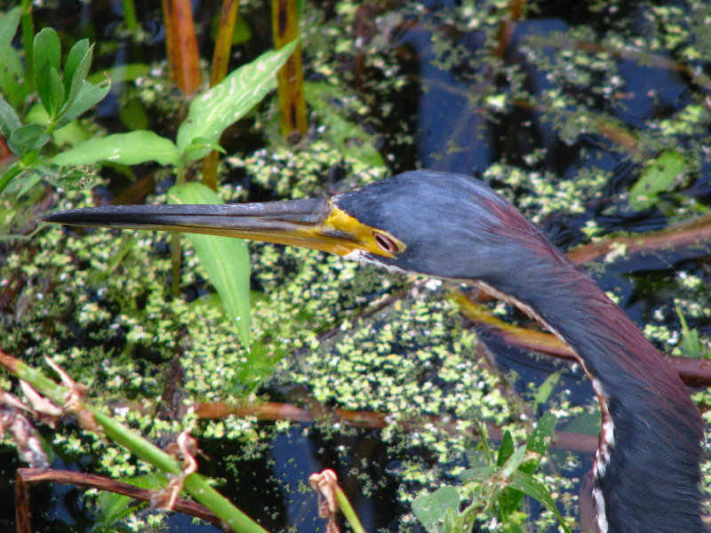 Green-Cay-Wetlands-Boynton-Beach-FL-126