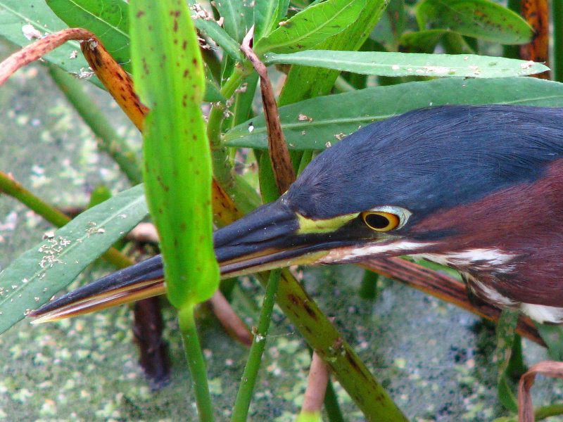 Green-Cay-Wetlands-Boynton-Beach-FL-128