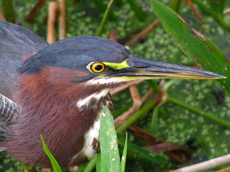 Green-Cay-Wetlands-Boynton-Beach-FL-129