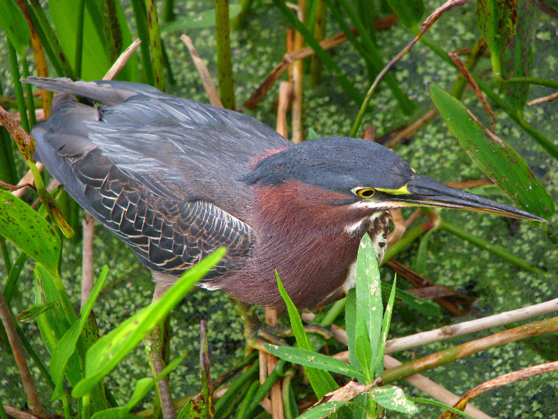 Green-Cay-Wetlands-Boynton-Beach-FL-130