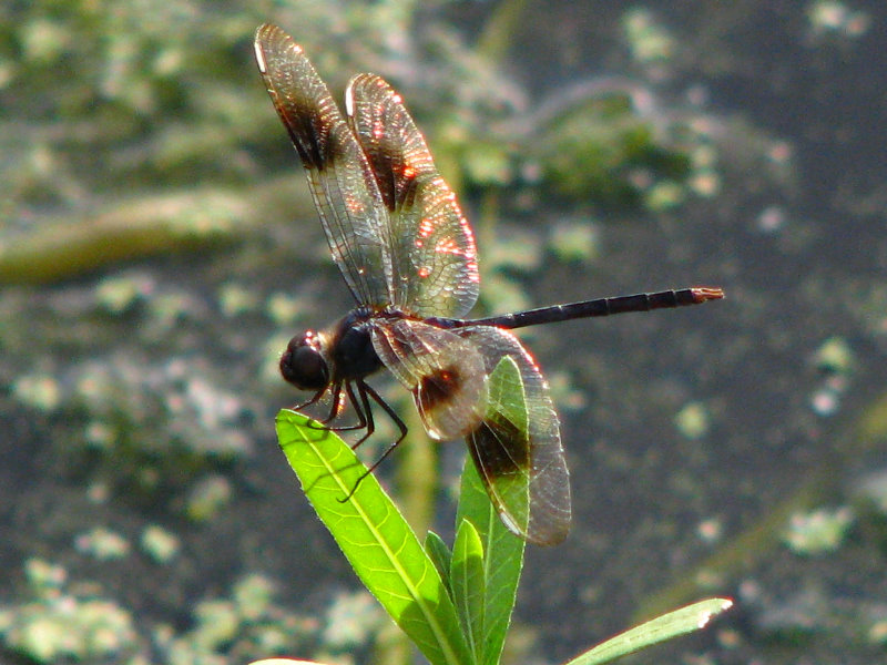 Green-Cay-Wetlands-Boynton-Beach-FL-131