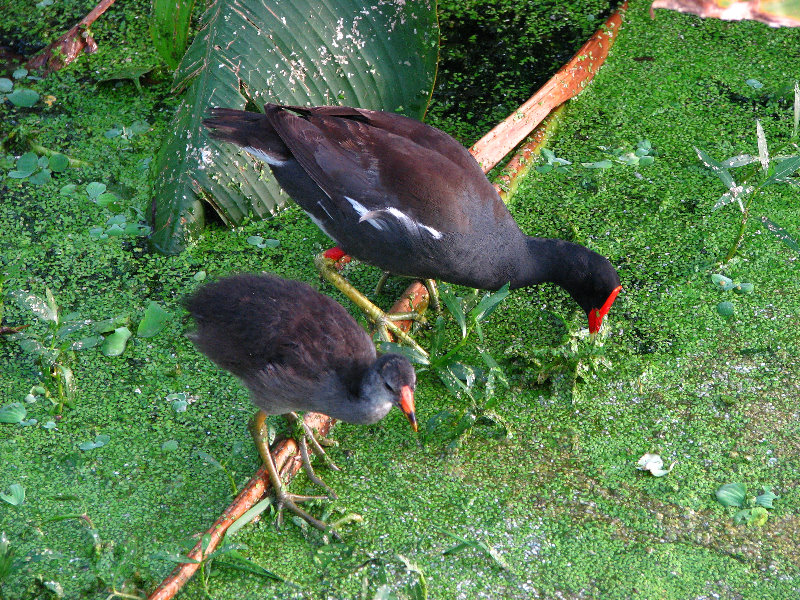 Green-Cay-Wetlands-Boynton-Beach-FL-133