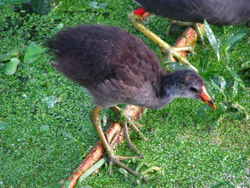 Green-Cay-Wetlands-Boynton-Beach-FL-134
