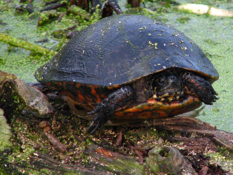 Green-Cay-Wetlands-Boynton-Beach-FL-135
