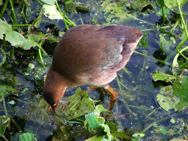 Green-Cay-Wetlands-Boynton-Beach-FL-136
