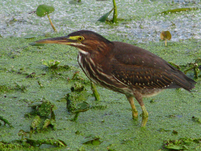 Green-Cay-Wetlands-Boynton-Beach-FL-138