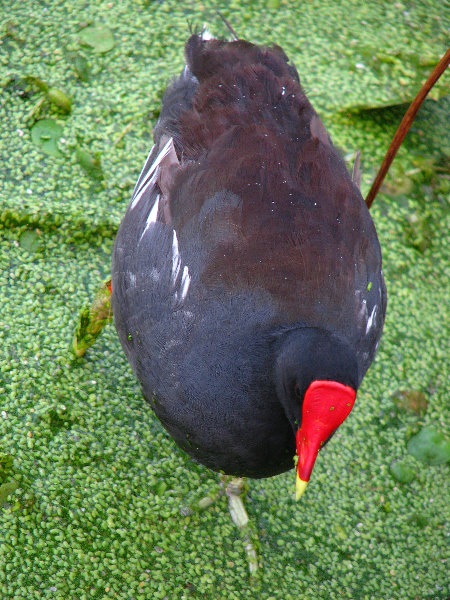 Green-Cay-Wetlands-Boynton-Beach-FL-139