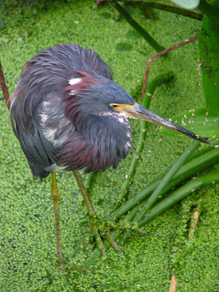 Green-Cay-Wetlands-Boynton-Beach-FL-140