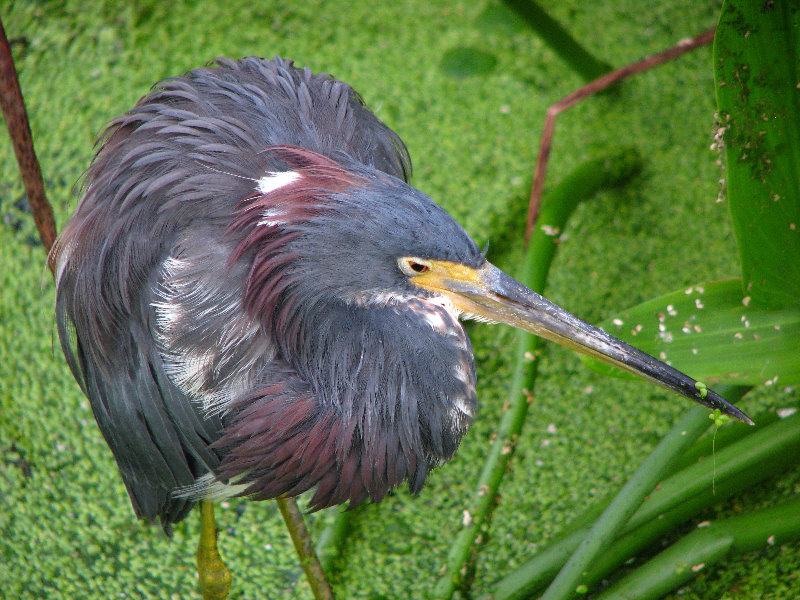 Green-Cay-Wetlands-Boynton-Beach-FL-141