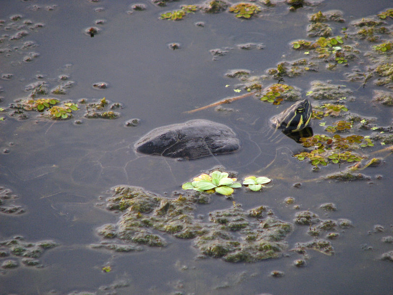 Green-Cay-Wetlands-Boynton-Beach-FL-142