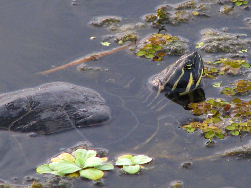 Green-Cay-Wetlands-Boynton-Beach-FL-143