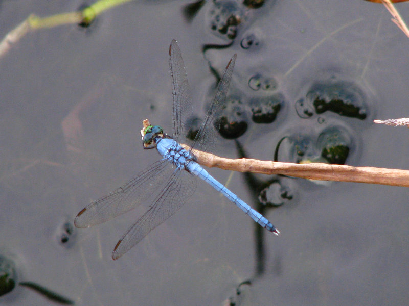 Green-Cay-Wetlands-Boynton-Beach-FL-144