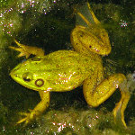 Green Cay Wetlands - Boynton Beach, FL