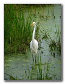 Green-Cay-Wetlands-Boynton-Beach-FL-006