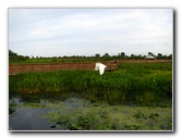 Green-Cay-Wetlands-Boynton-Beach-FL-009