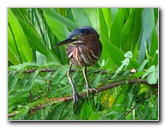 Green-Cay-Wetlands-Boynton-Beach-FL-012