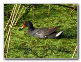 Green-Cay-Wetlands-Boynton-Beach-FL-014