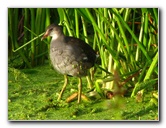 Green-Cay-Wetlands-Boynton-Beach-FL-015