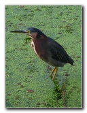 Green-Cay-Wetlands-Boynton-Beach-FL-017