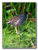 Green-Cay-Wetlands-Boynton-Beach-FL-018